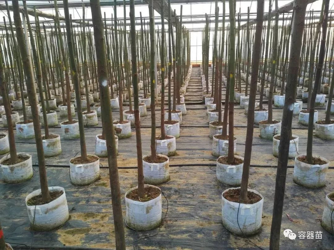 無紡布袋在容器育苗中如此流行,但絕非完美! 第2張 無紡布袋在容器育苗中如此流行,但絕非完美! 第2張