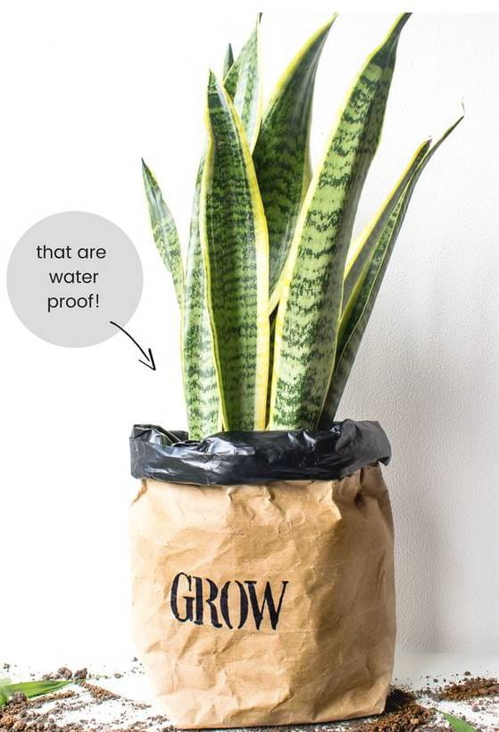 牛皮紙袋這么一套，綠蘿都變洋氣了  第13張