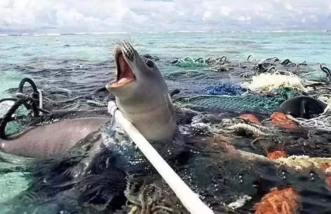 環(huán)保科普 | 為什么要禁塑、限塑？  第8張