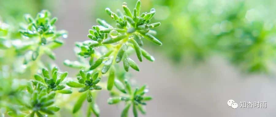 小米袋_一用就會愛上的拍打神器  第19張