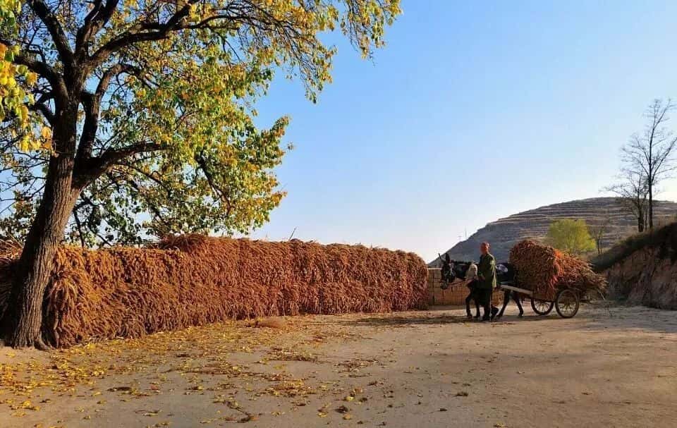 山區留守老人黃小米銷路難,緊急求援,讓我們一起轉發,給他們多一份希望.  第7張