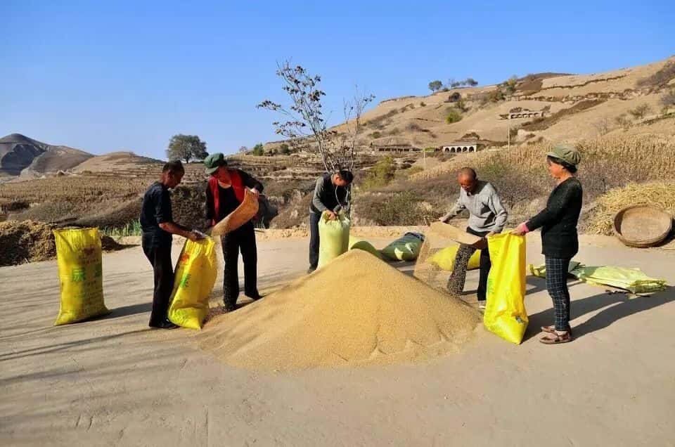 山區留守老人黃小米銷路難,緊急求援,讓我們一起轉發,給他們多一份希望.  第9張